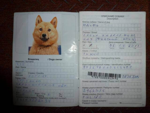 Образец ветпаспорта для собаки